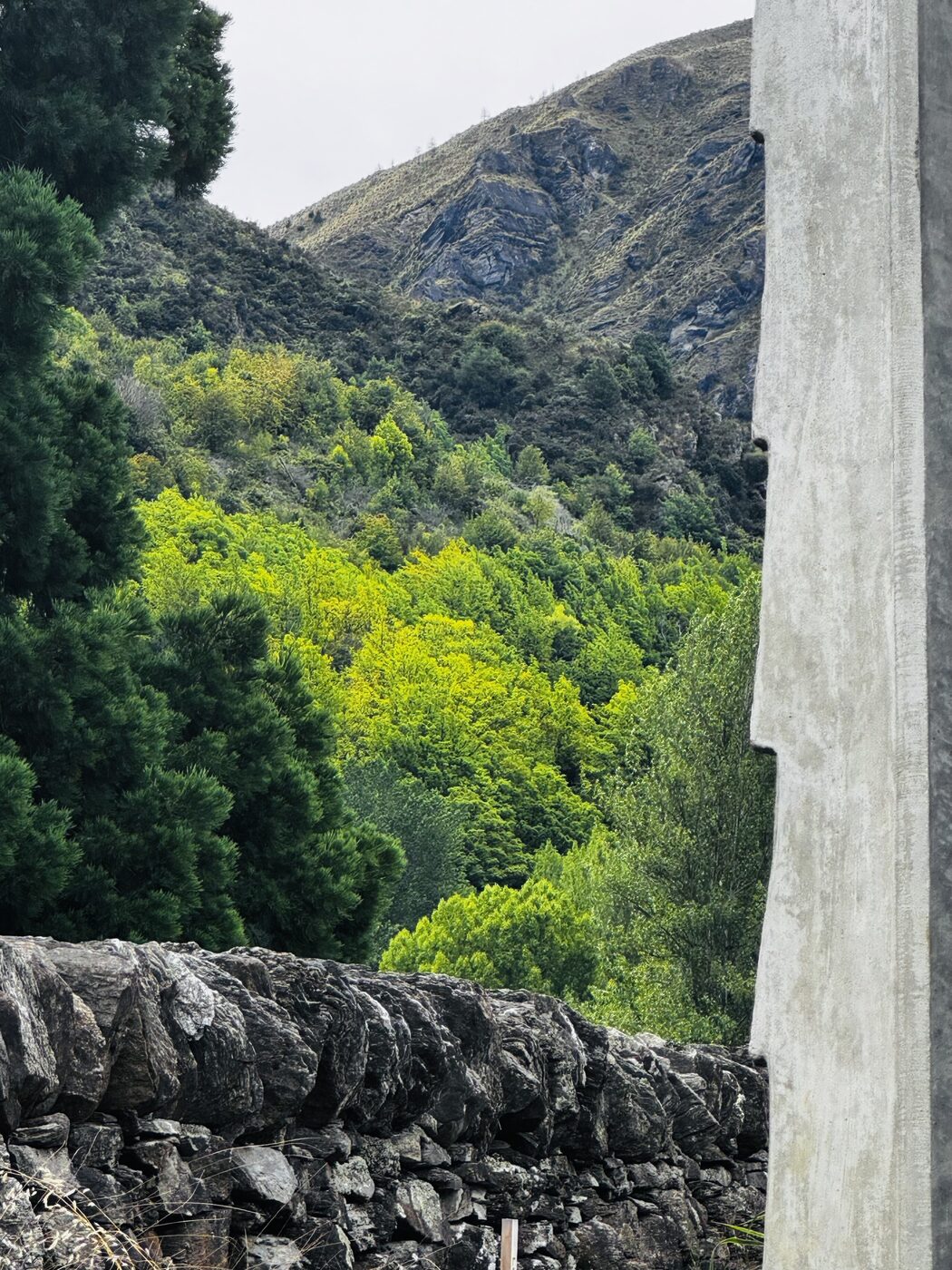 The Arrow — Mountain and forest outlook